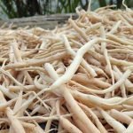 শিমুল মূল