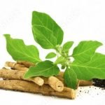 শতমূল, অশ্বগন্ধা